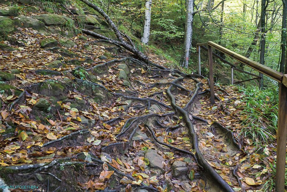 The path along the gorge, solid roots