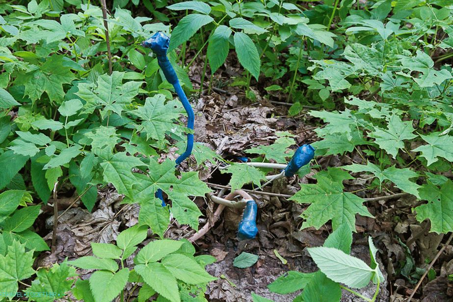 Wires grow from the ground