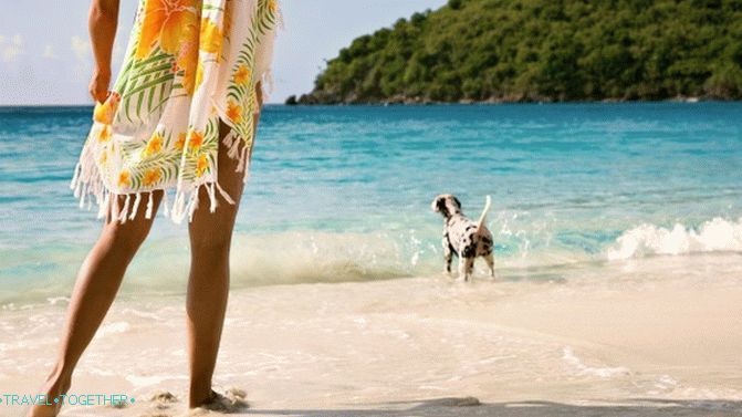 Dogs on the beaches of Greece