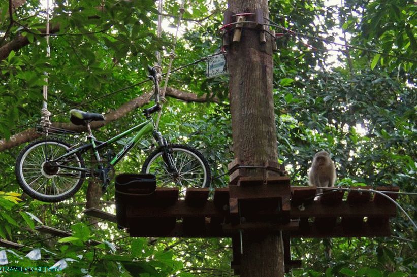 Monkeys at Tree Top Adventure Park