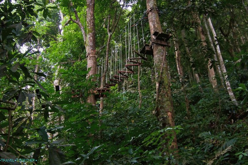 One of the tracks in Tree Top Adventure Park