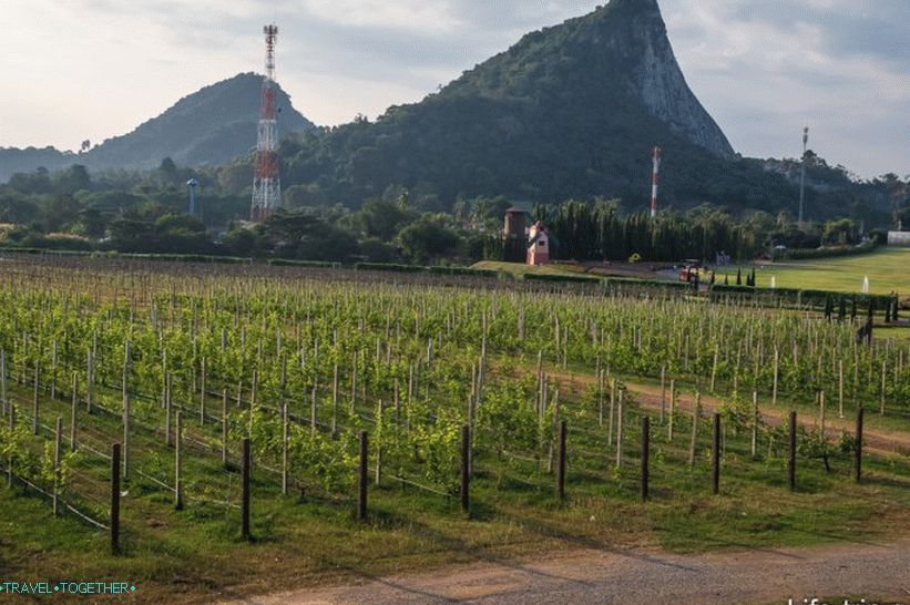 Mountain of the Golden Buddha against the background of growing grapes