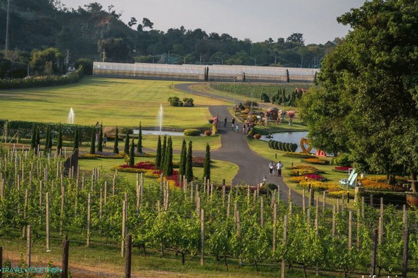 Silver Lake Vineyard in Pattaya