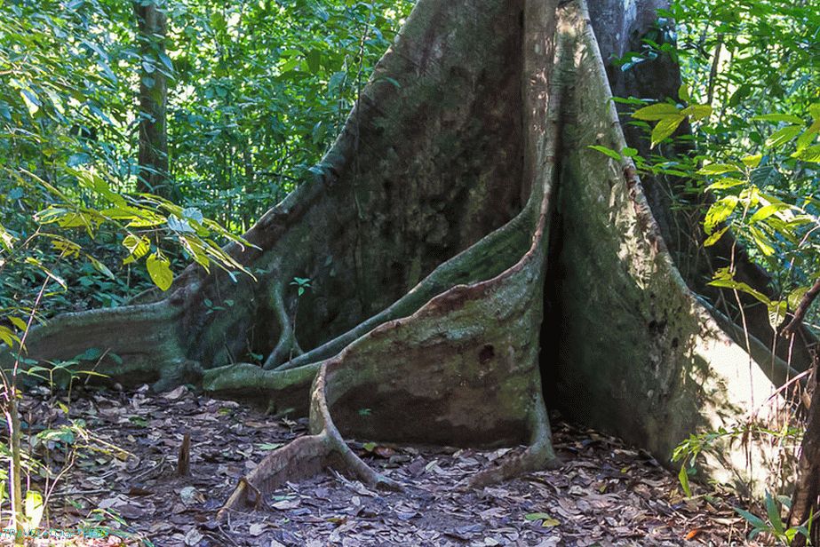 A tree with very interesting roots
