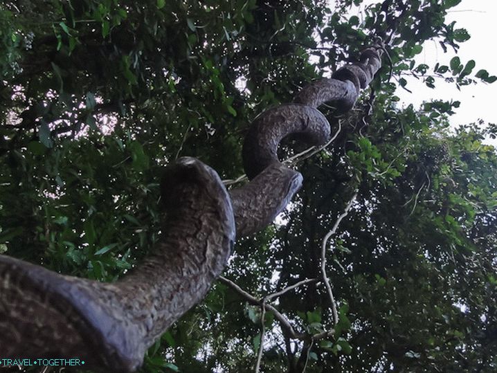Liana in Doi Suthep National Park