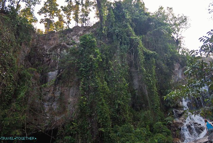 Vegetation in Doi Suthep National Park