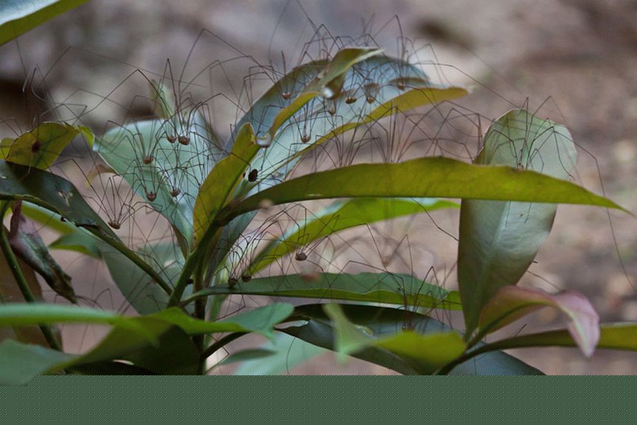 Spider bush - horror!