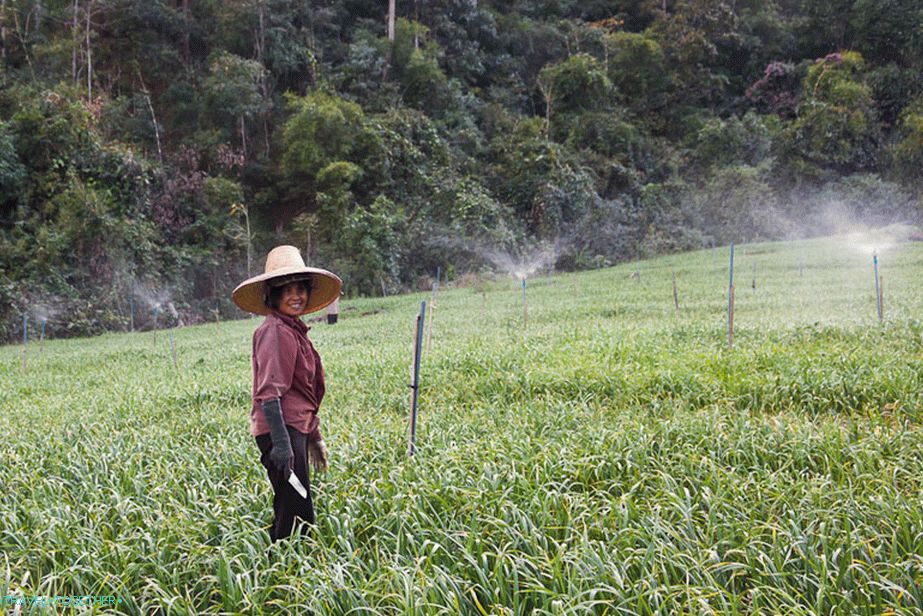 Thais at work, and as always smiling
