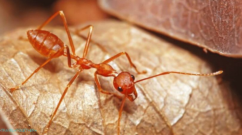 Ants in Thailand