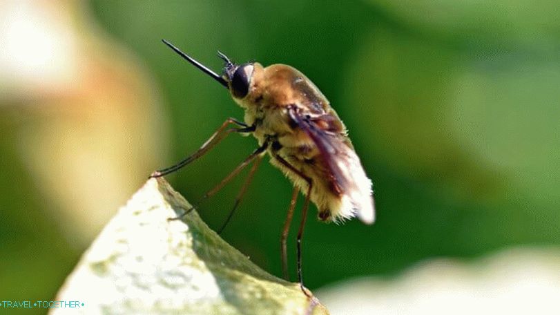 Flies in Thailand