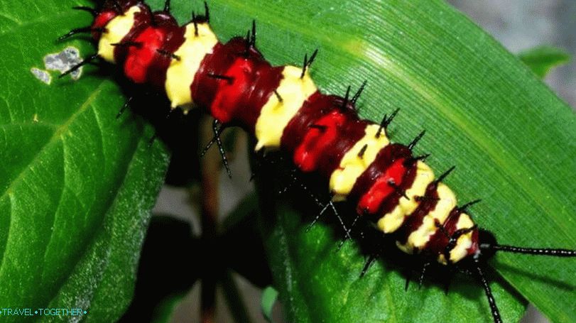 Caterpillars in Thailand