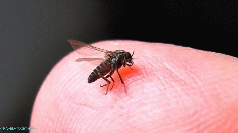Midges in Thailand
