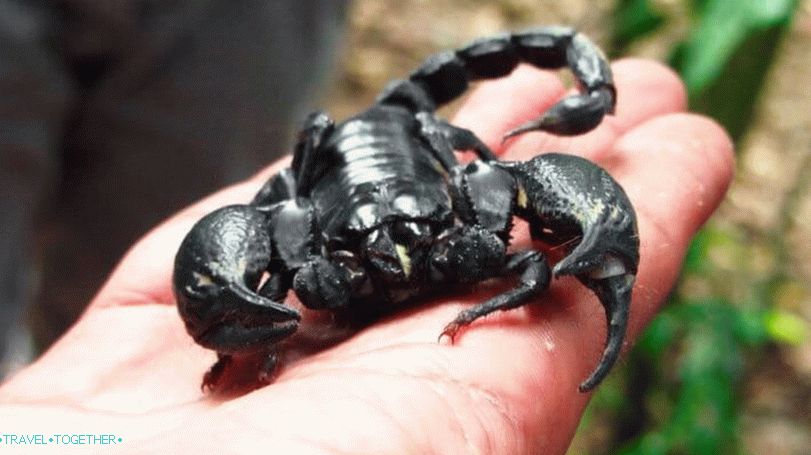 Scorpions in Thailand
