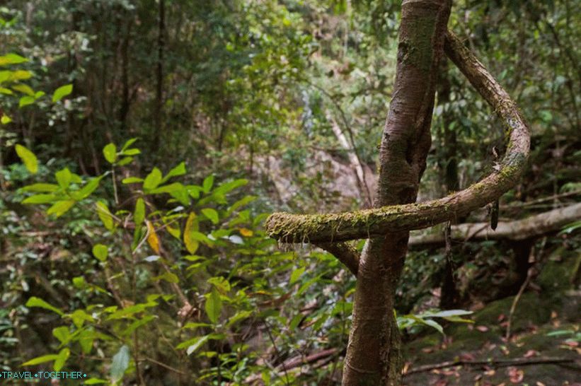 Klong Chao Luam Waterfall - real nature and jungle!