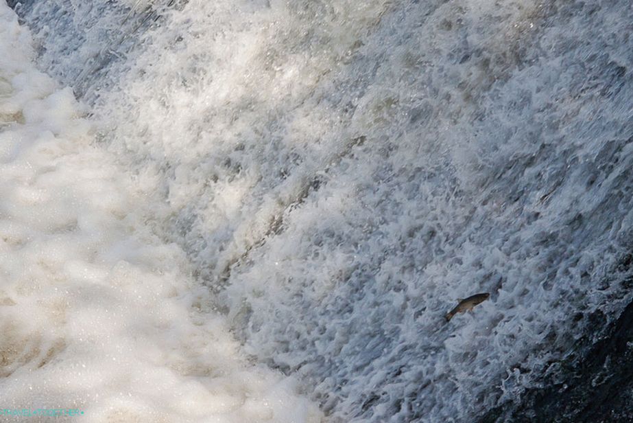Fish jumps out of the water towards the stream