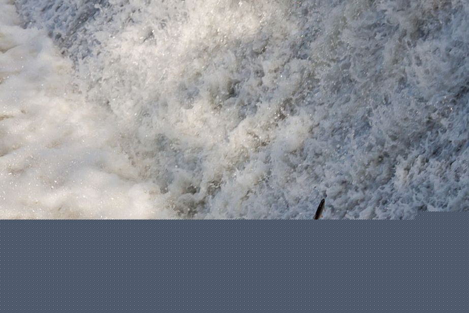 Fish vyprigivaet out of the water towards the stream