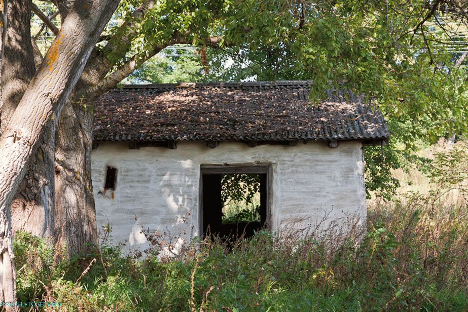 House in the shade of a tree nearby