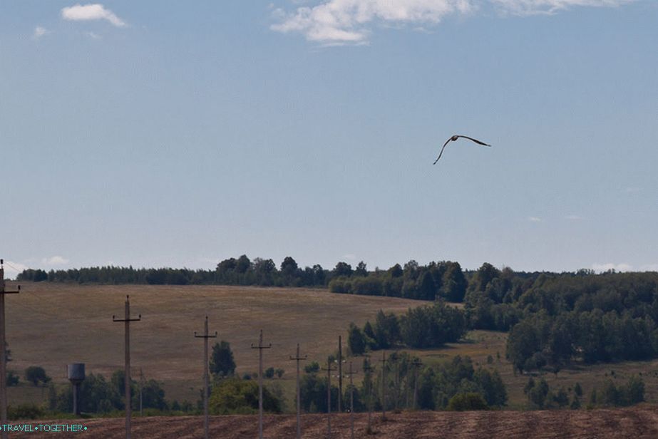 Birds of prey fly over the fields