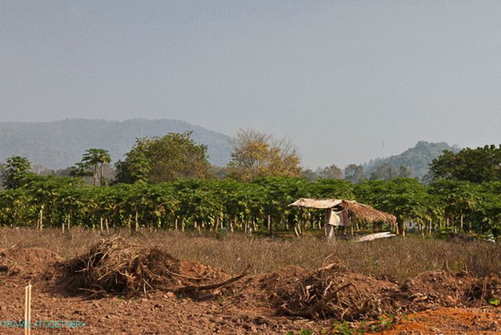 Fields near Chiang Saen