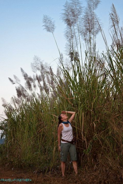 Ordinary grass is taller than human growth