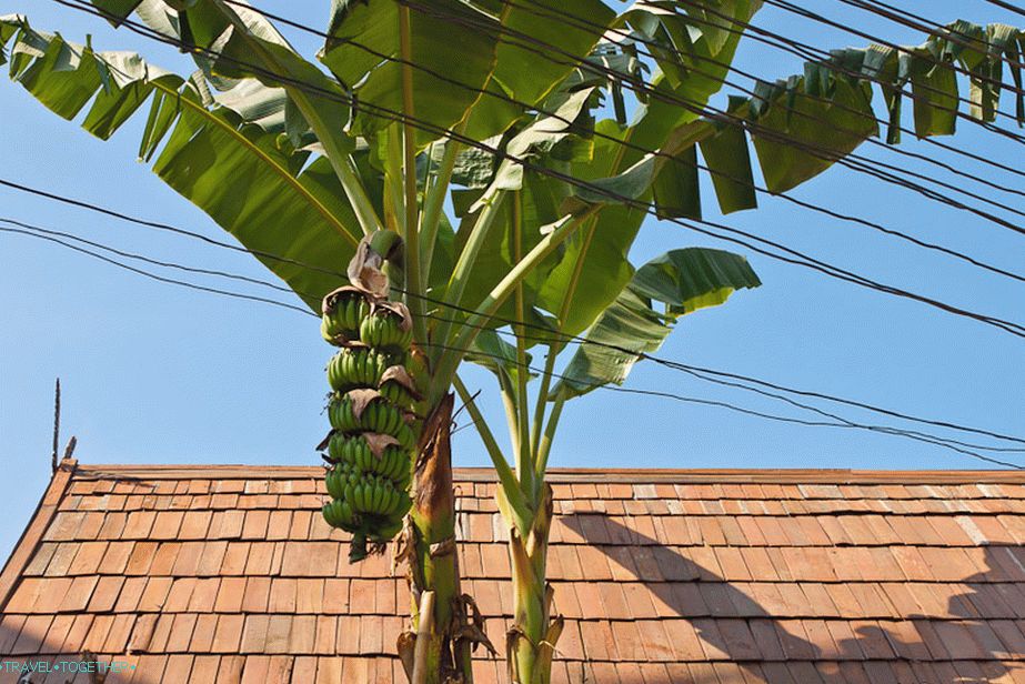 Around one bananas