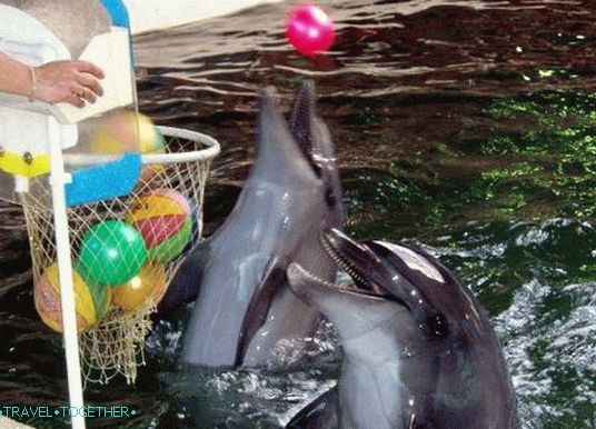 Biostation - Dolphins