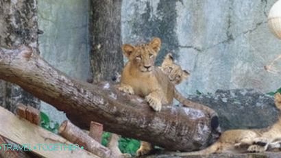Animals at Khao Kheo Zoo in Pattaya