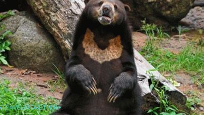 Animals at Khao Kheo Zoo in Pattaya