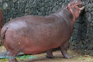 Animals at Khao Kheo Zoo in Pattaya