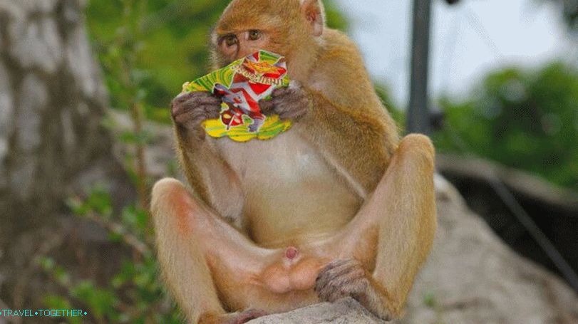 Monkeys at Khao Kheo Zoo in Pattaya