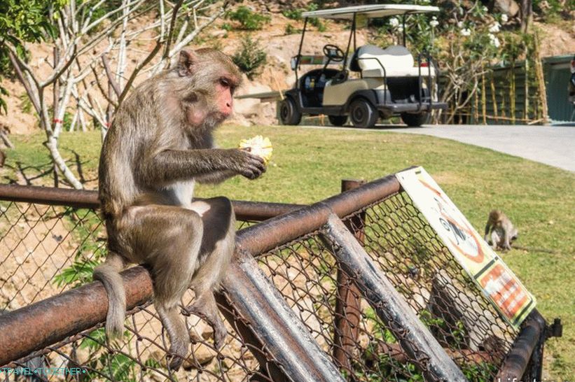 Wild monkey in the zoo