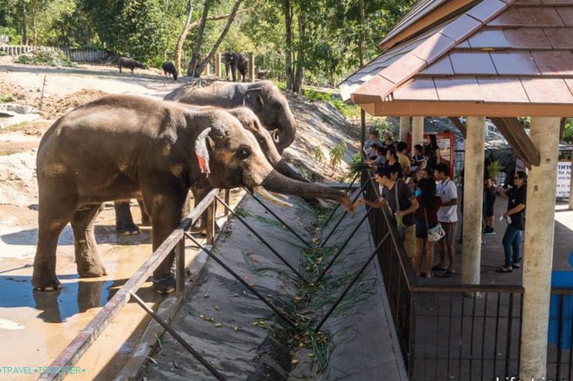 Khao Kheo Zoo in Pattaya - the best in Thailand