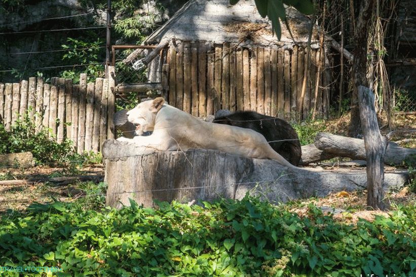 Khao Kheo Zoo in Pattaya - the best in Thailand