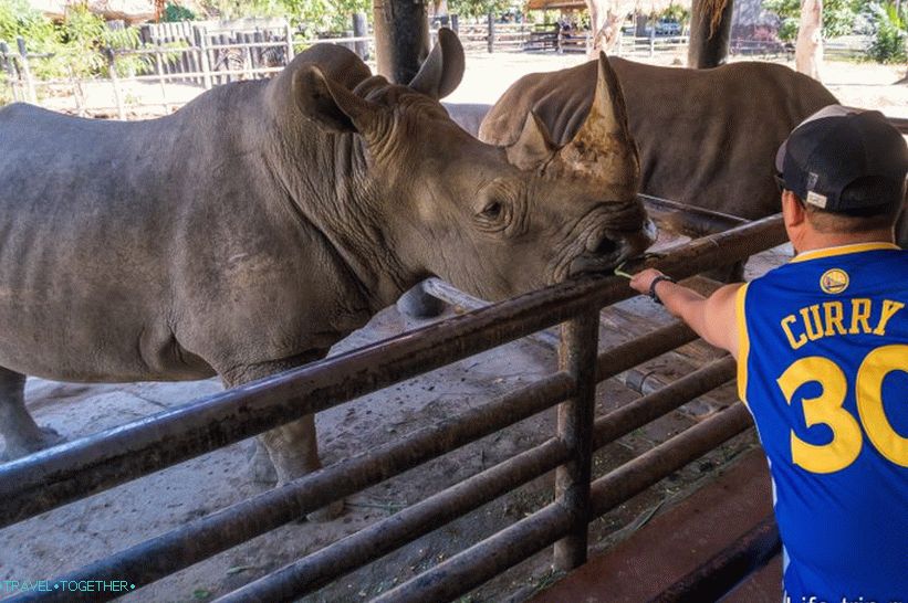 You can feed the rhinos
