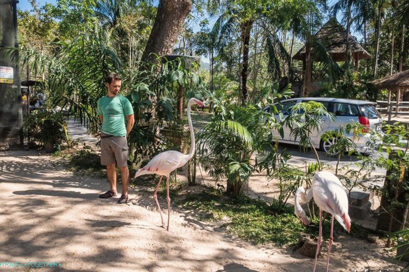 Khao Kheo Zoo in Pattaya