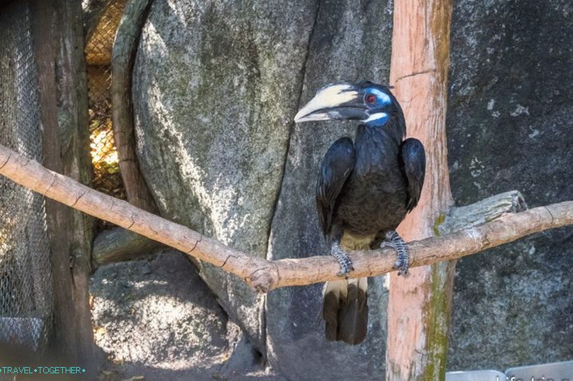 Khao Kheo Zoo in Pattaya - the best in Thailand