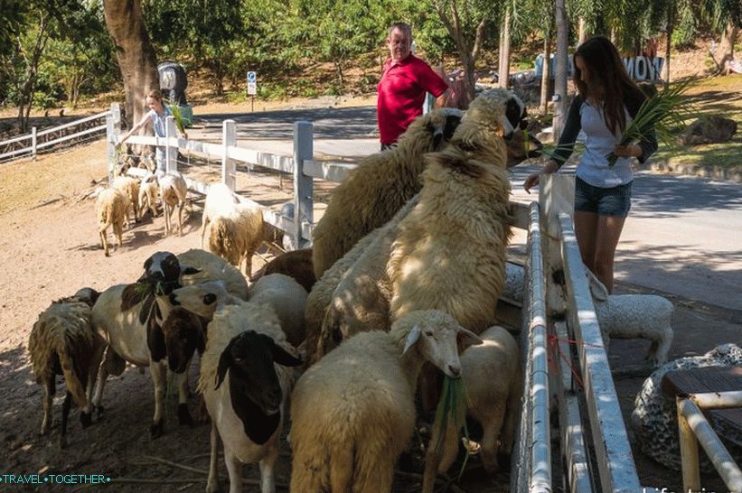 Khao Kheo Zoo in Pattaya - the best in Thailand