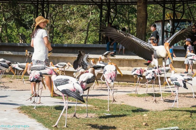 Khao Kheo Zoo in Pattaya - the best in Thailand
