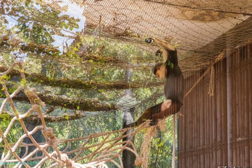 Khao Kheo Zoo in Pattaya - the best in Thailand