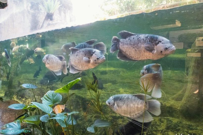 Khao Kheo Zoo in Pattaya - the best in Thailand