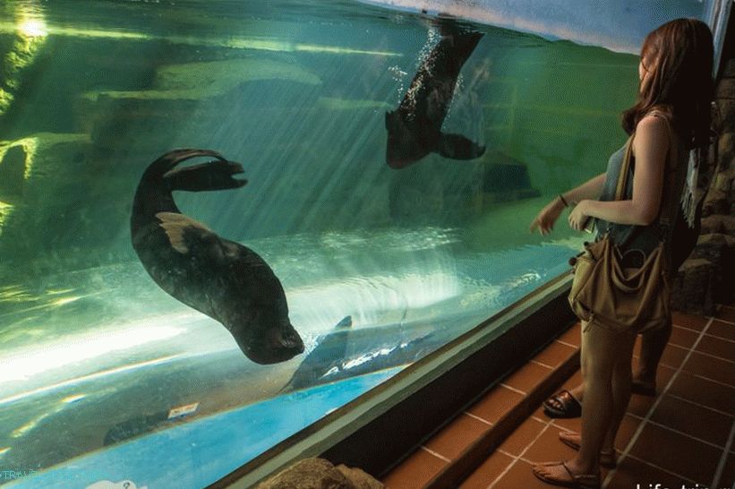Khao Kheo Zoo in Pattaya - the best in Thailand