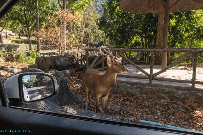 Khao Kheo Zoo in Pattaya - the best in Thailand