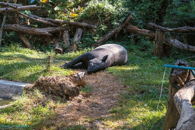 Tapir is resting