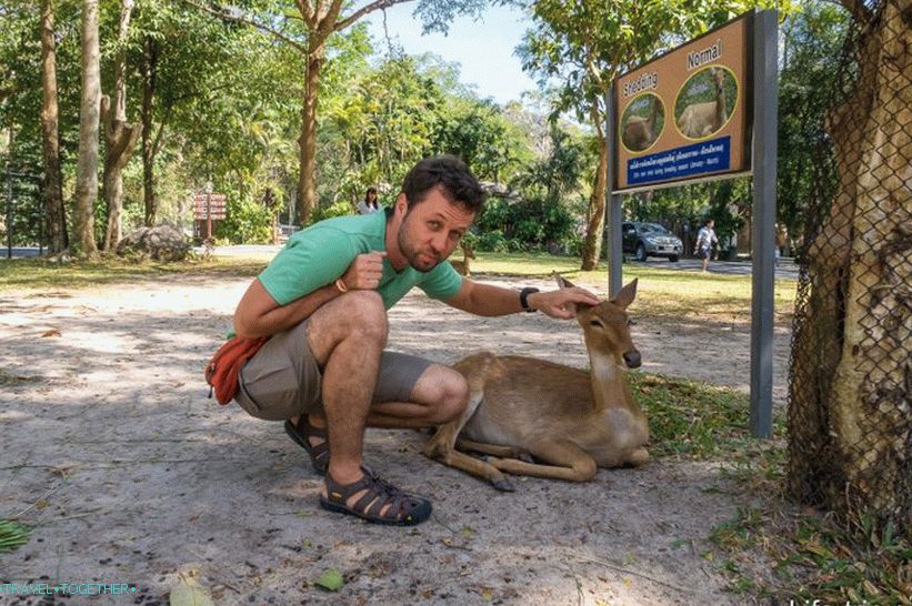 You can pet a deer