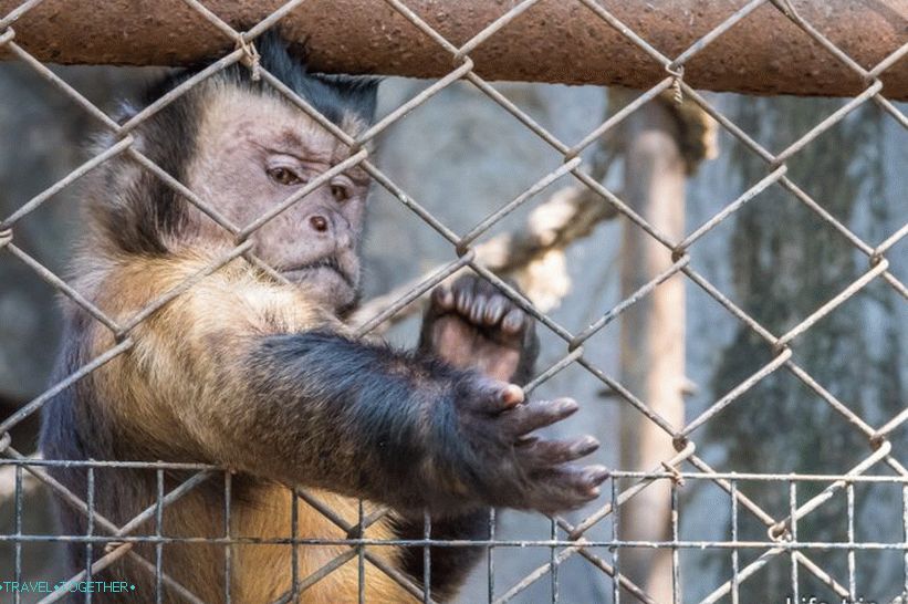 Khao Kheo Zoo in Pattaya - the best in Thailand