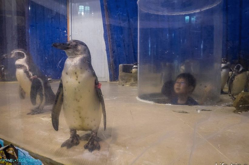 Aviary with penguins