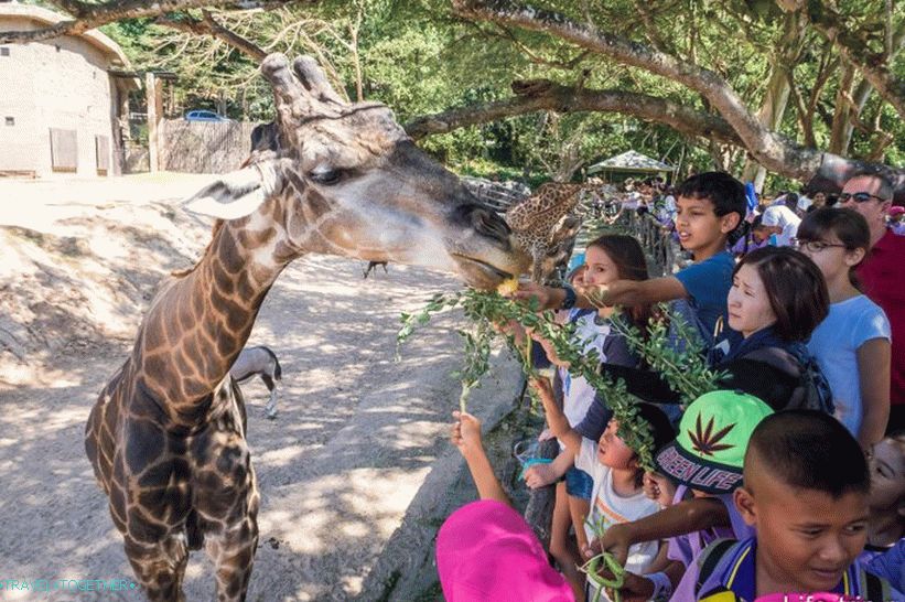 Contact Zoo Khao Kheo