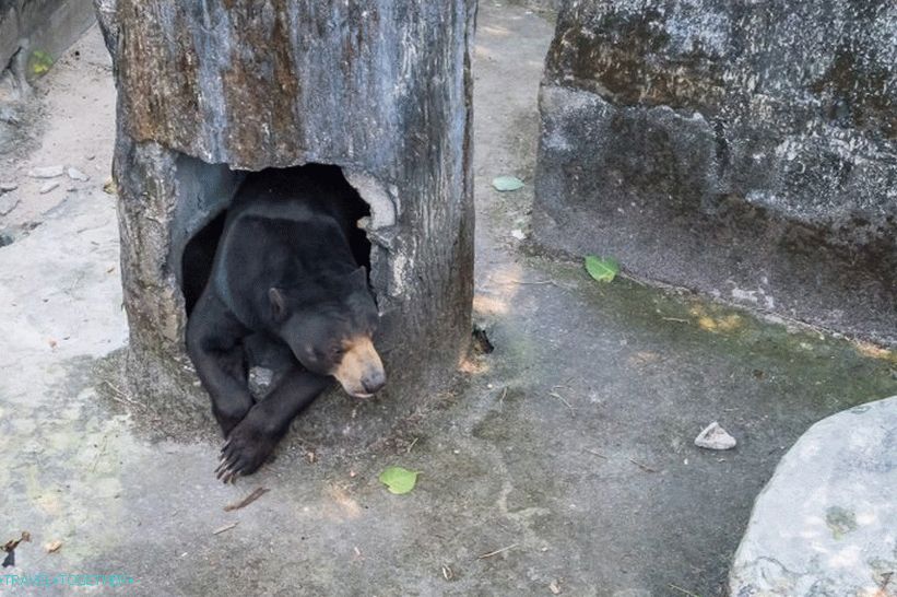 Phuket Zoo - my review, prices, photos and schedule of the show