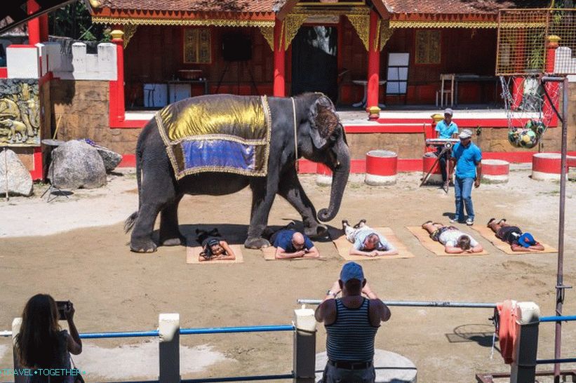Show with elephants