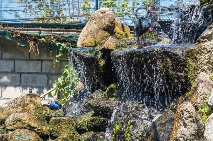 Phuket Zoo - my review, prices, photos and schedule of the show